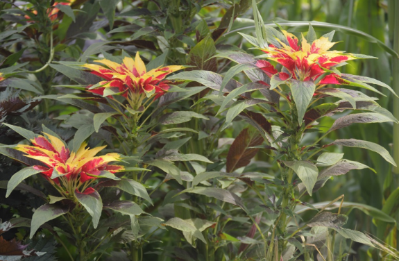 Amaranthus tricolor