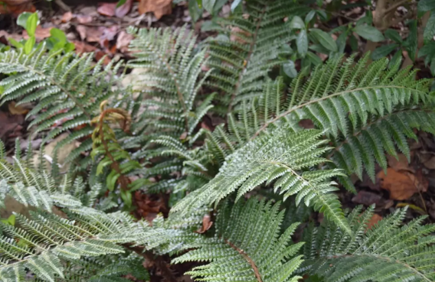 Polystichum polyblepharum