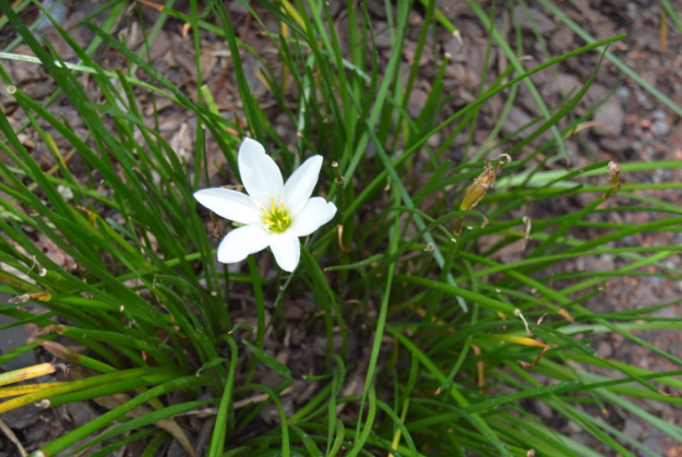 Zephyranthes candida