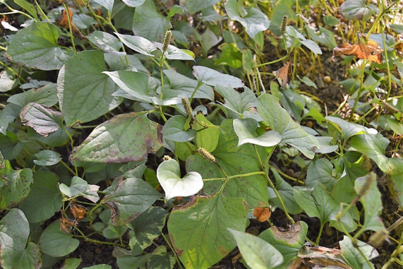 Epimedium × rubrum