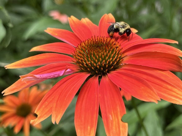 Echinacea 'Cheyenne Spirit'