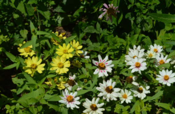 Zinnia marylandica