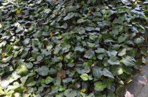 Hedera colchica