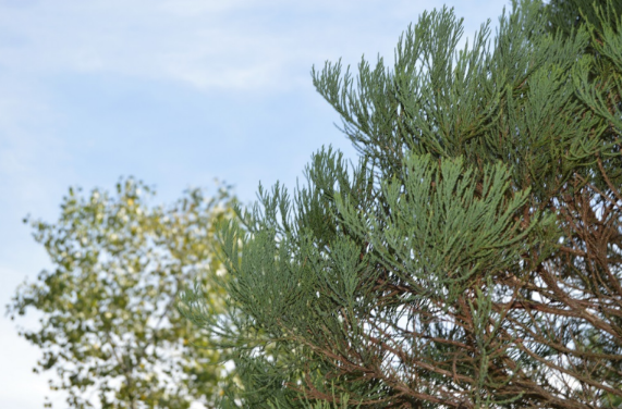 Sequoiadendron giganteum