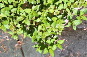 Mentha x piperita f. citrata 'Chocolate'