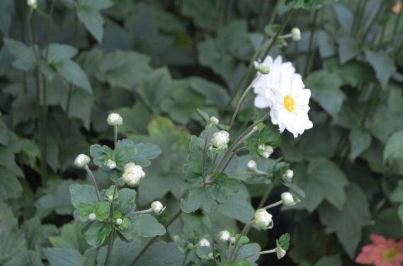 Anemone x hydbrida 'Whirlwind'