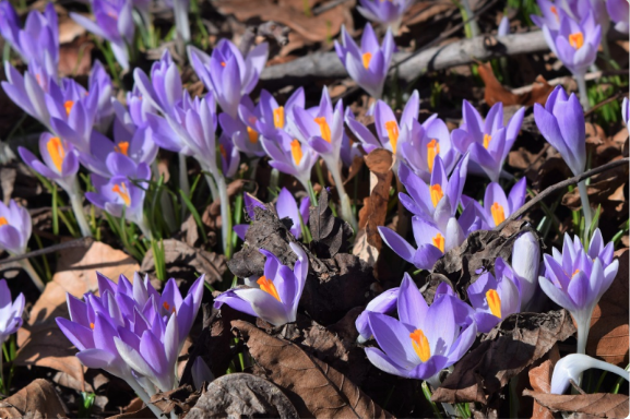 Crocus tommasinianus