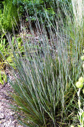 Schizachyrium scoparium