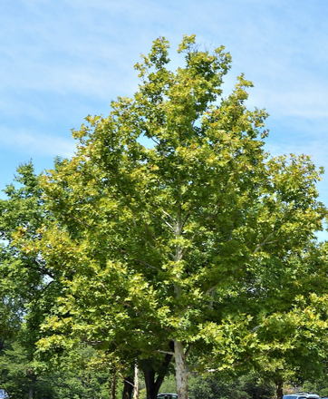 Platanus x acerifolia 'Columbia'