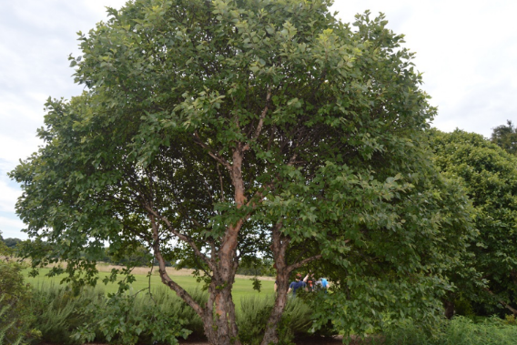 Betula nigra 'Little King'