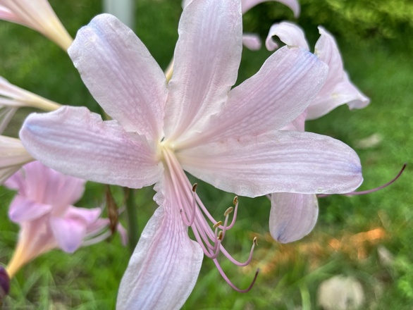 Lycoris squamigera