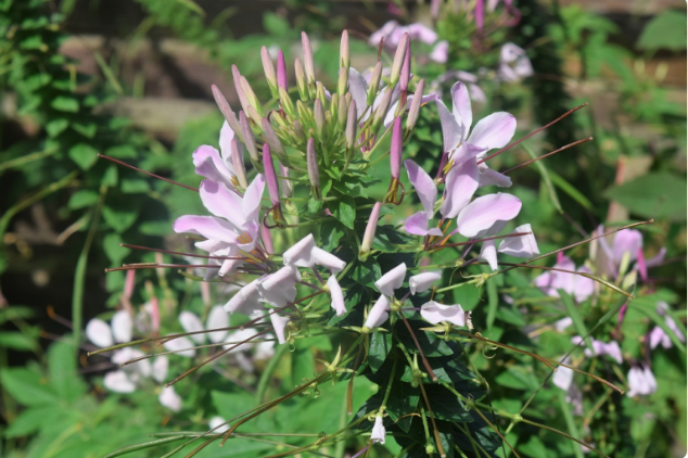 Cleome hassleriana