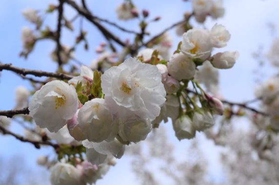 Prunus 'Shirotae'