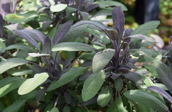 Salvia officinalis