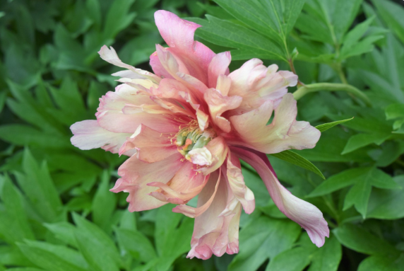 Paeonia 'Julia Rose'