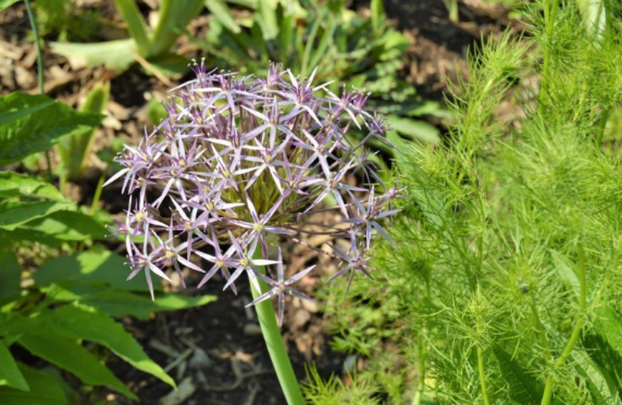 Allium cristophii