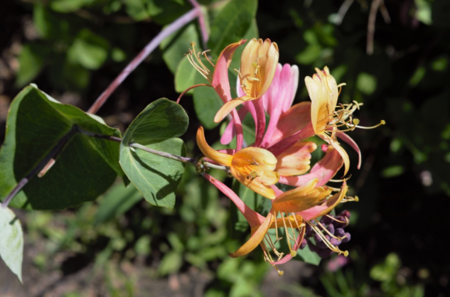 Lonicera × heckrottii