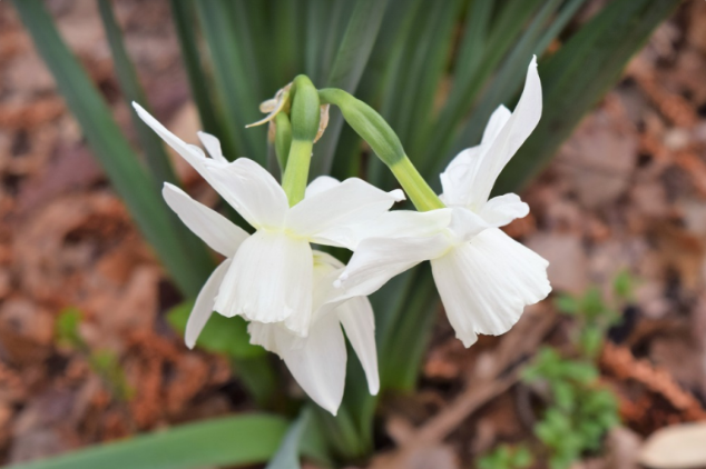 Narcissus 'Thalia'