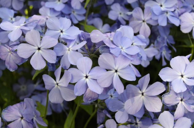 Phlox divaricata 'Blue Moon'