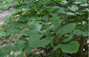 Cornus alternifolia