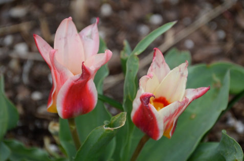 Tulipa 'Ancilla'