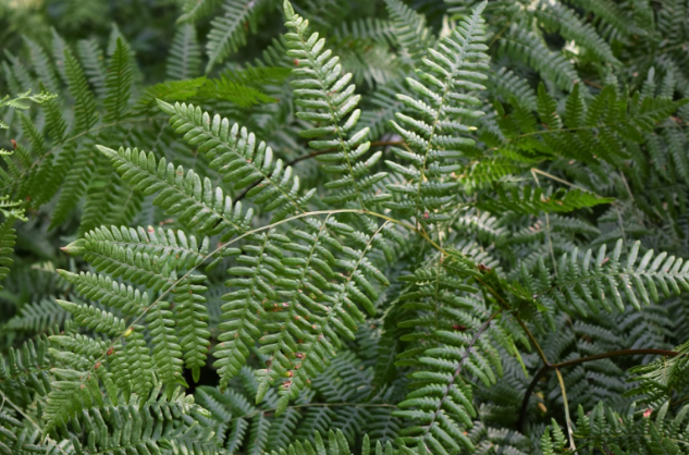 Pteridium aquilinum