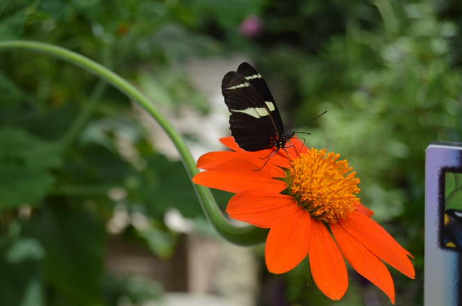 Tithonia rotundifolia