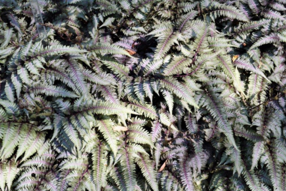 Athyrium niponicum var. pictum 'Ursula Red'