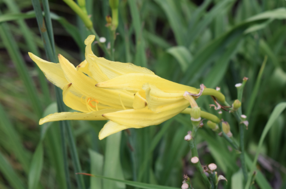 Hemerocallis citrina