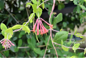 Lonicera sempervirens