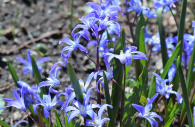 Scilla siberica 'Spring Beauty'