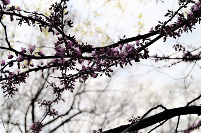 Cercis canadensis 'Forest Pansy'