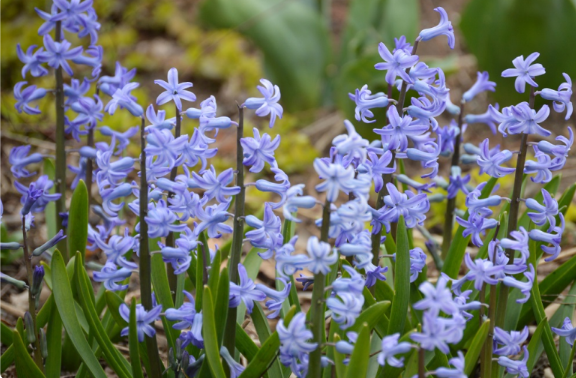 Hyacinthus orientalis 'Blue Festival'