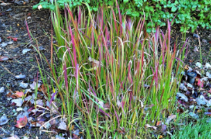 Imperata cylindrica 'Rubra'