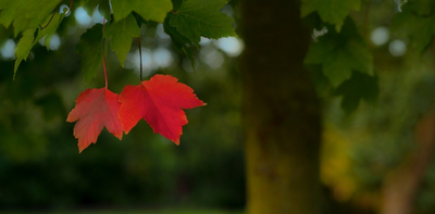 OUR FALL GARDEN CHECKLIST