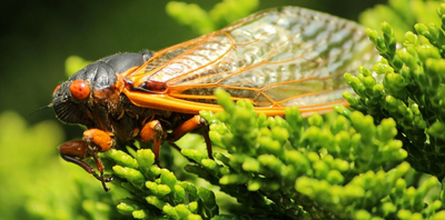 6 Things To Know About Cicadas And Your Garden