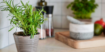 7 Herbs Every Gardener Should Grow