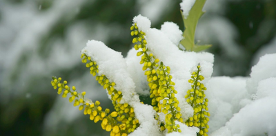 8 PLANTS THAT BLOOM IN WINTER