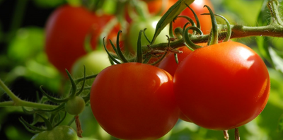 How To Grow Your Best Tomatoes Ever