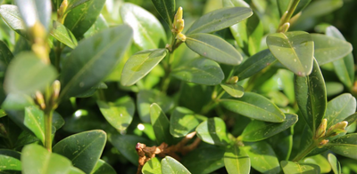 HOW TO TREAT BOXWOOD LEAFMINER