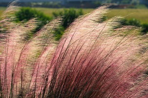 How To Maintain Ornamental Grasses