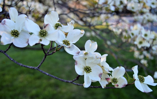 11 NATIVE PLANTS YOU NEED TO USE IN YOUR GARDEN