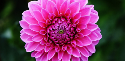 HOW TO GROW DAHLIAS