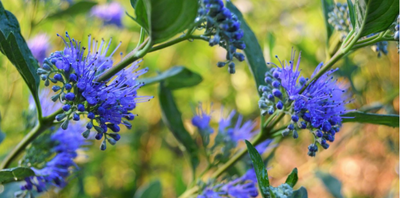 7 FLOWERING SHRUBS THAT ARE PERFECT FOR YOUR  GARDEN