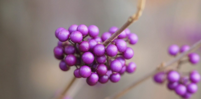 8 SHRUBS TO BRIGHTEN YOUR WINTER GARDEN