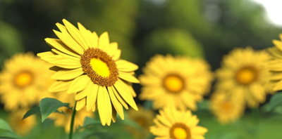 7 YELLOW FLOWERING PERENNIALS TO BRIGHTEN ANY  GARDEN