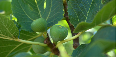 HOW AND WHEN TO PRUNE A FIG TREE