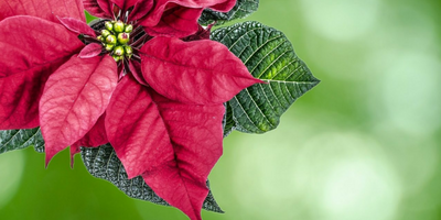 How To Care For Poinsettias