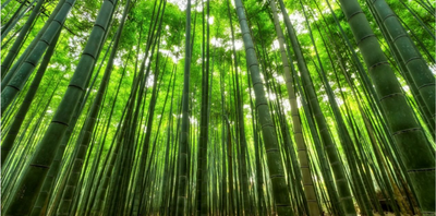 HOW TO GET RID OF BAMBOO