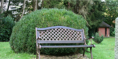 HOW TO GROW AND CARE FOR  BOXWOODS